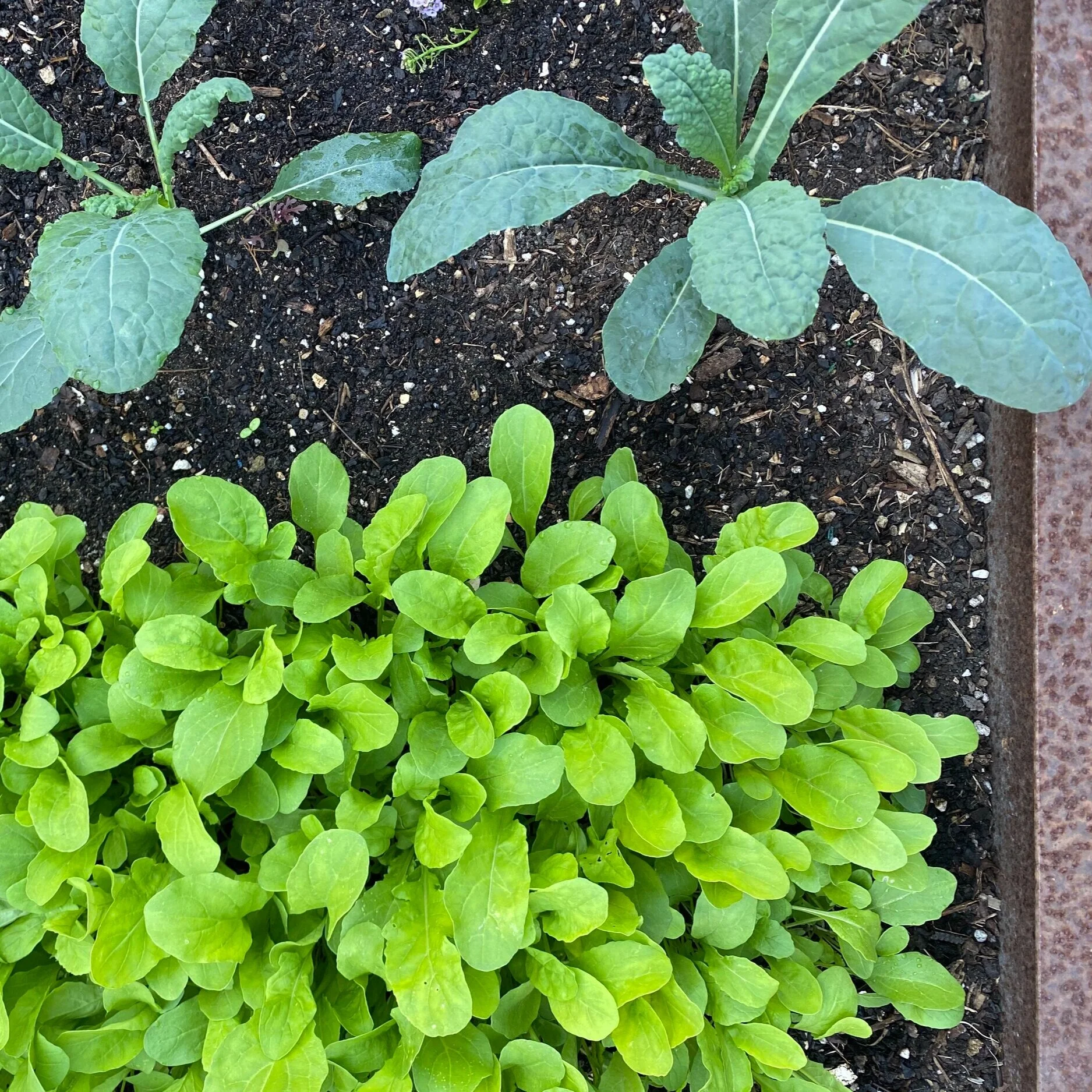 13 Things I Wish Someone Told Me When I Started Gardening