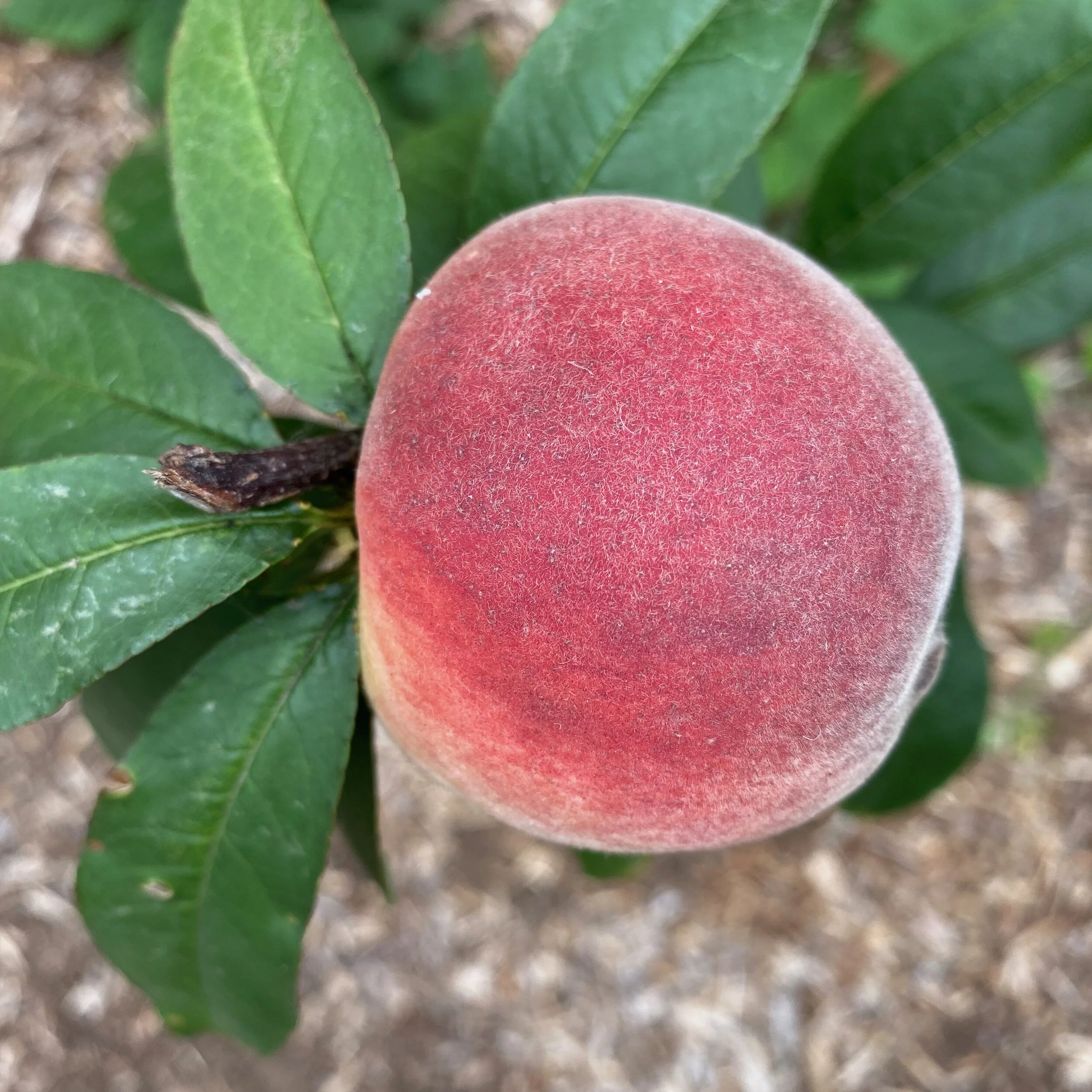 In My San Diego Garden and Kitchen