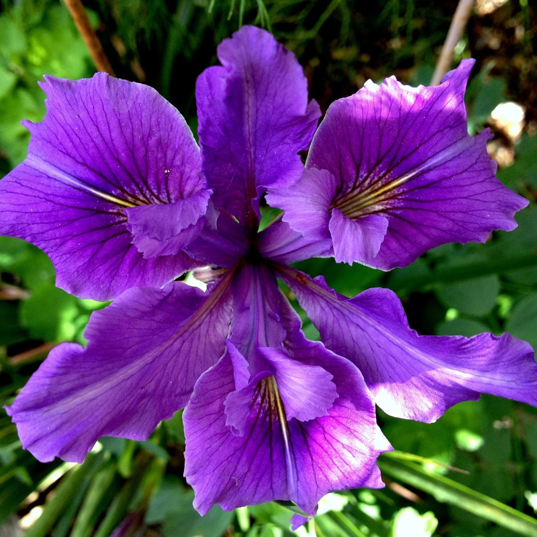Mary Oliver on Poetry and Flowers