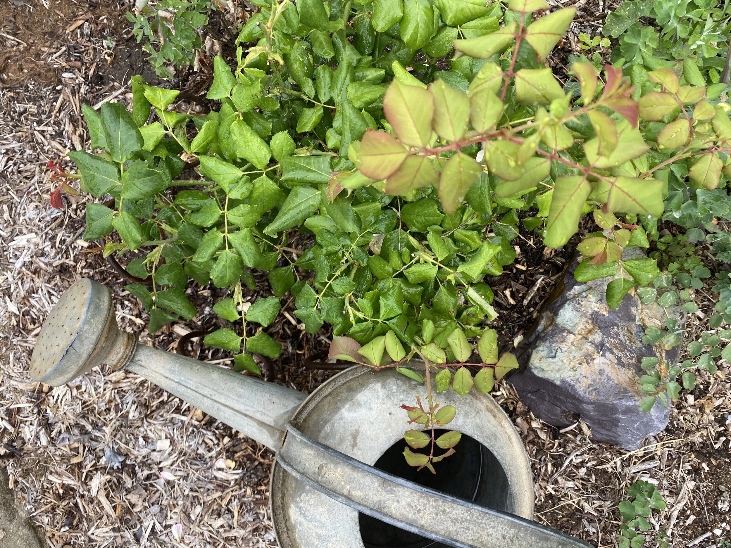 Epsom Salt for Tomatoes and Peppers — ediblegardens52