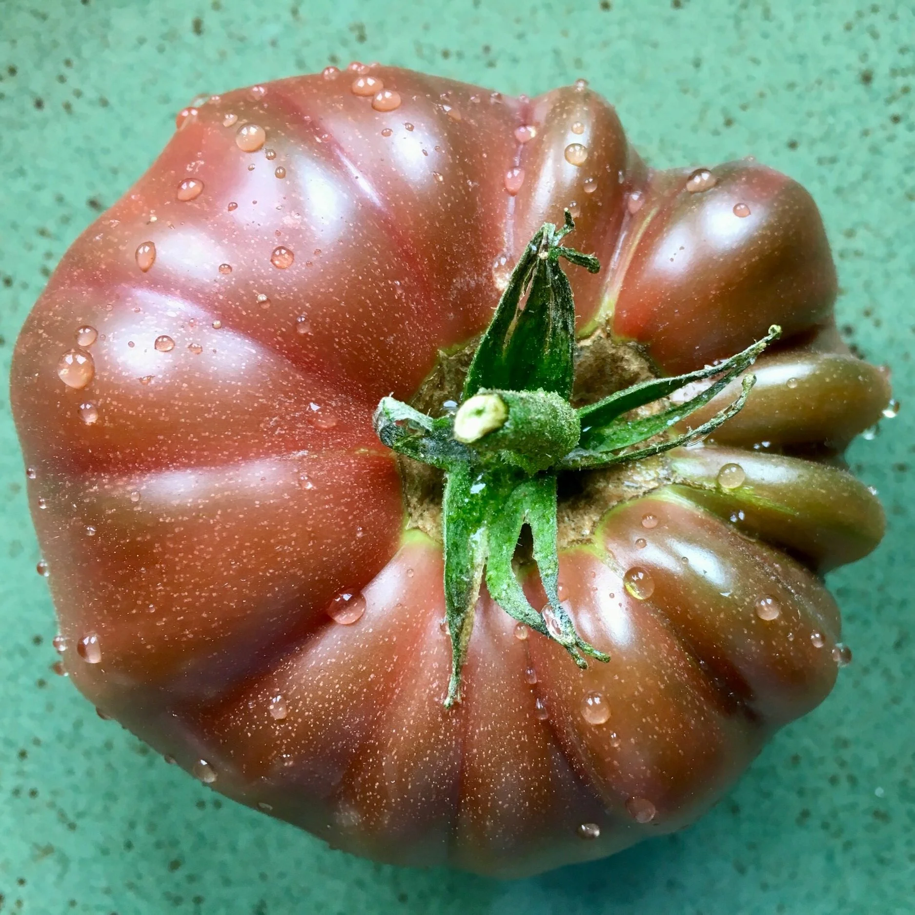 Harvesting and Ripening Tomatoes