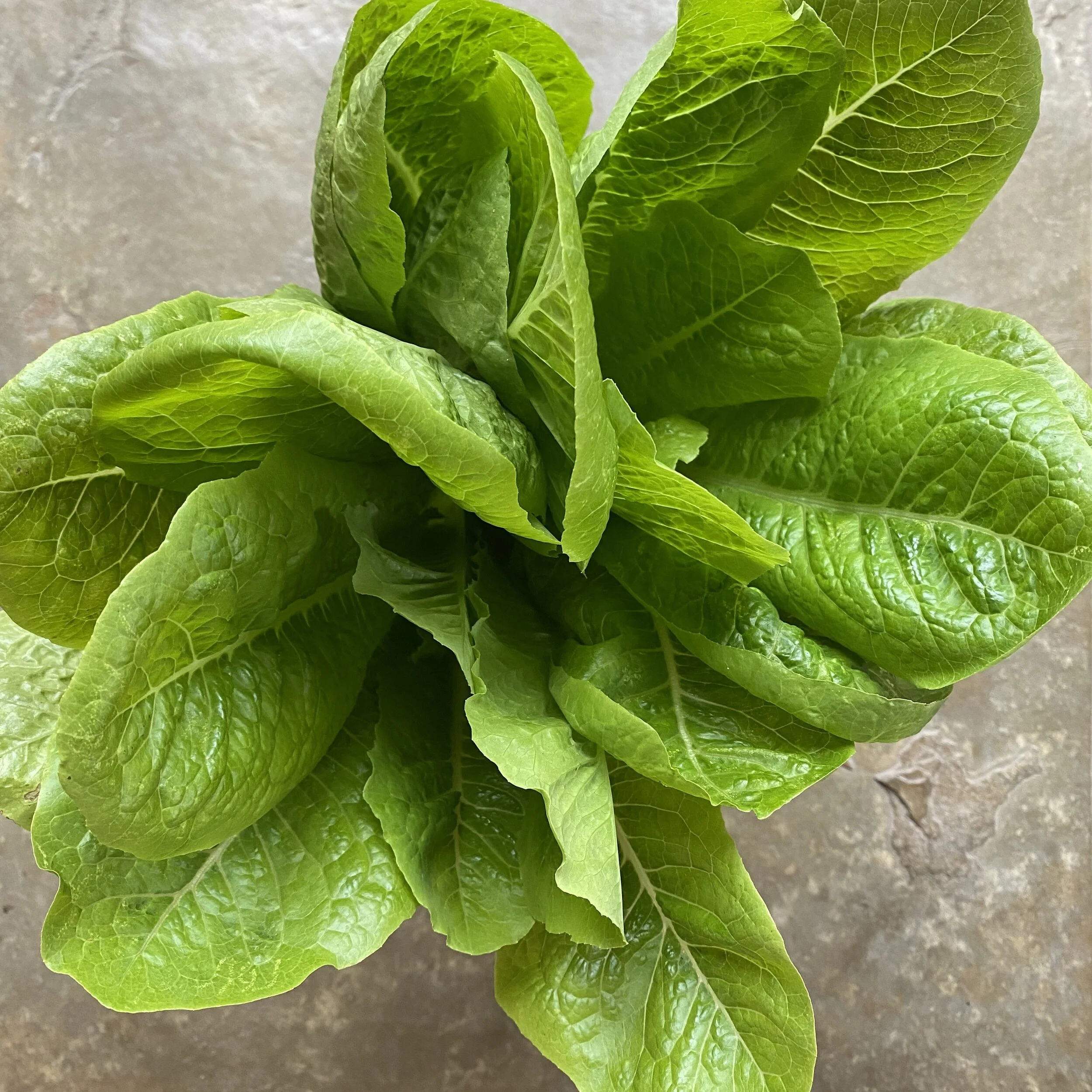 In My San Diego Garden and Kitchen