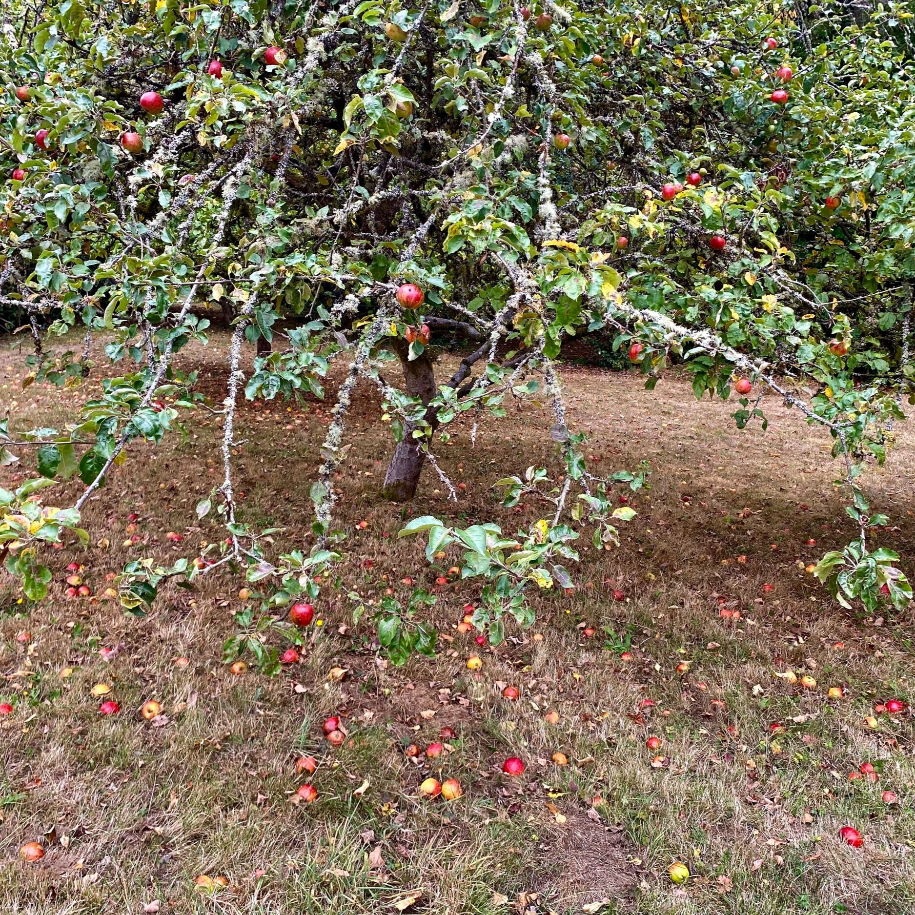 After Apple Picking by Robert Frost