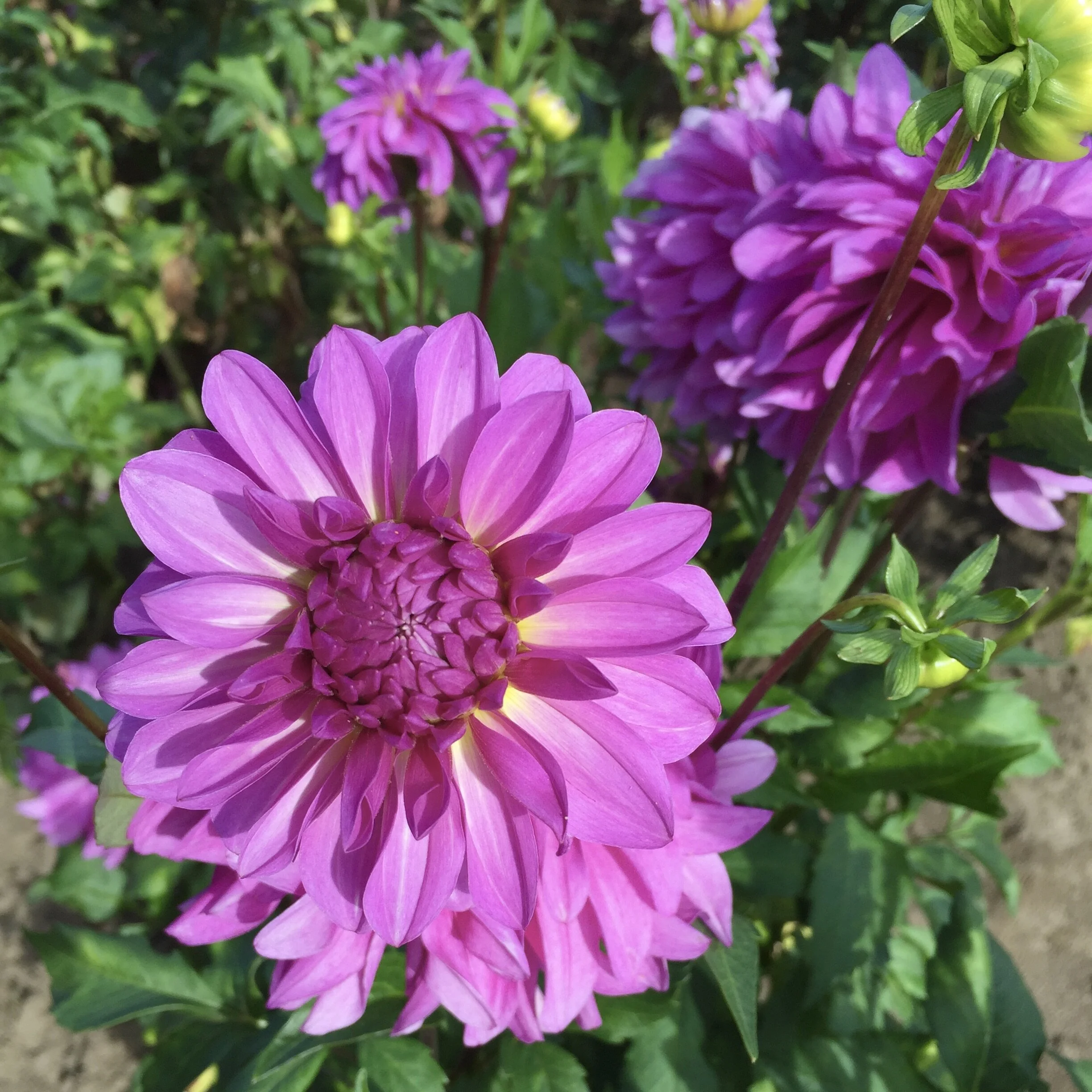 September in Seattle