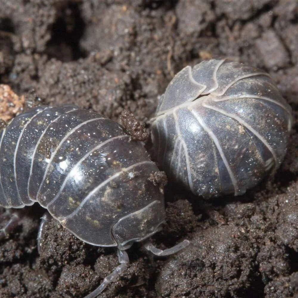 Sow Bugs and Pill Bugs