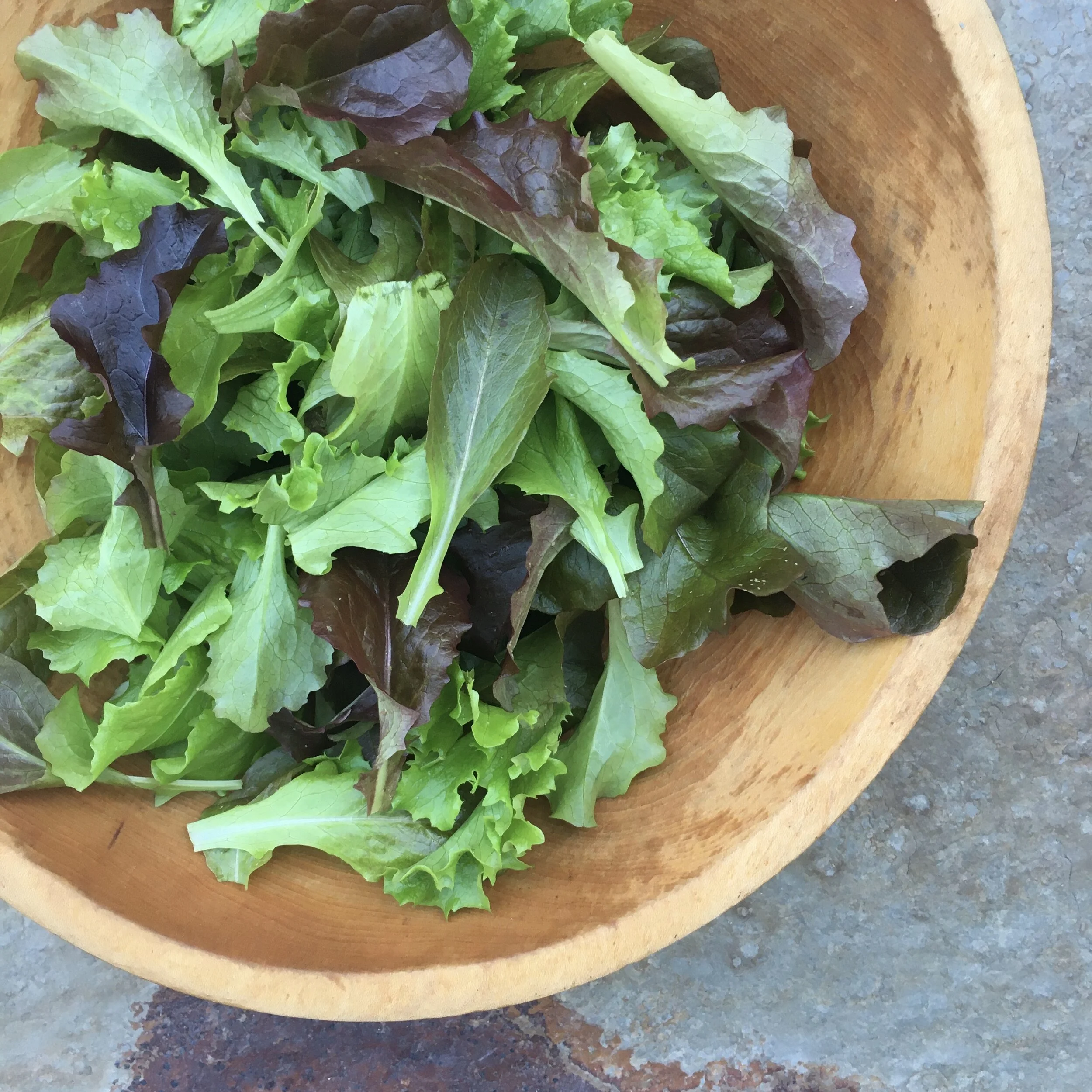 Plant Mesclun Lettuce for A Fall Crop