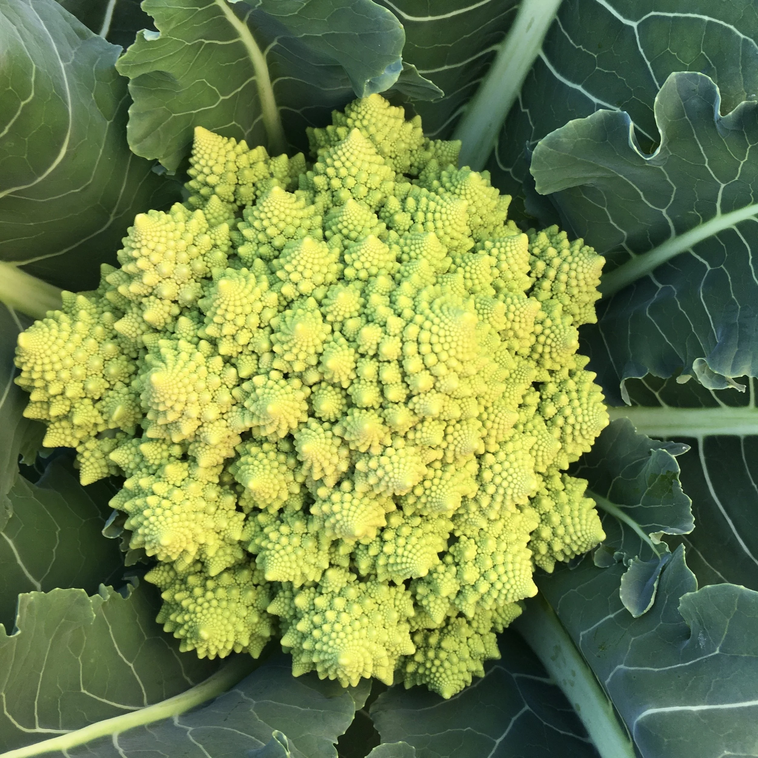 How to Grow Romanesco