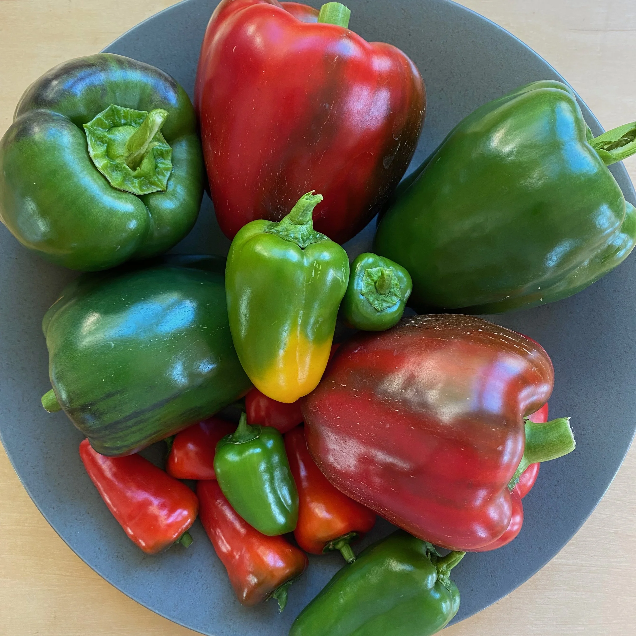 In My San Diego Garden and Kitchen
