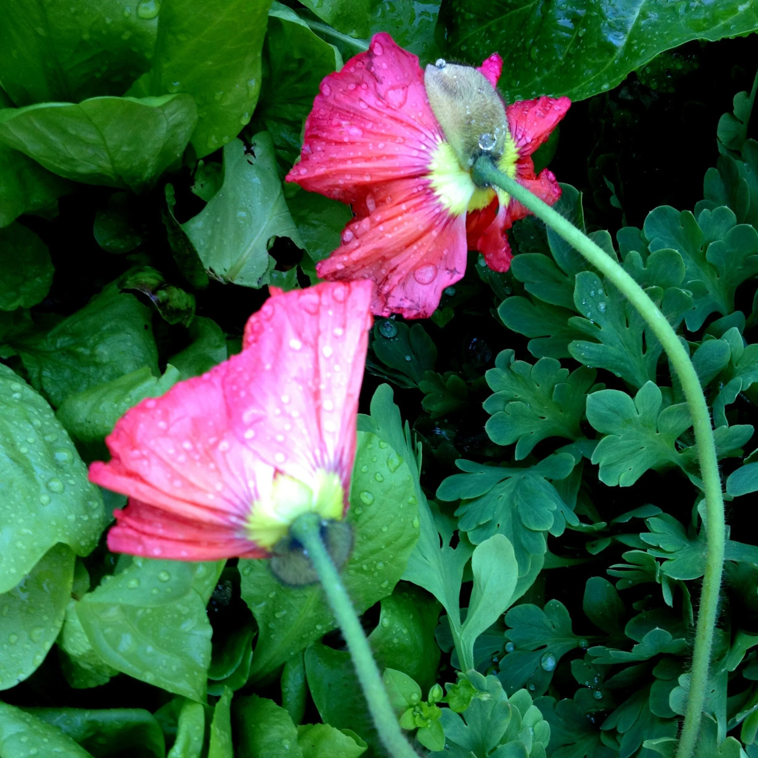 Robert Frost on rain and wind in the garden 
