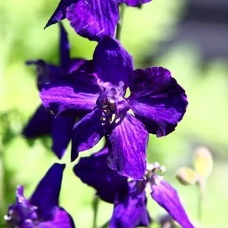 Larkspur