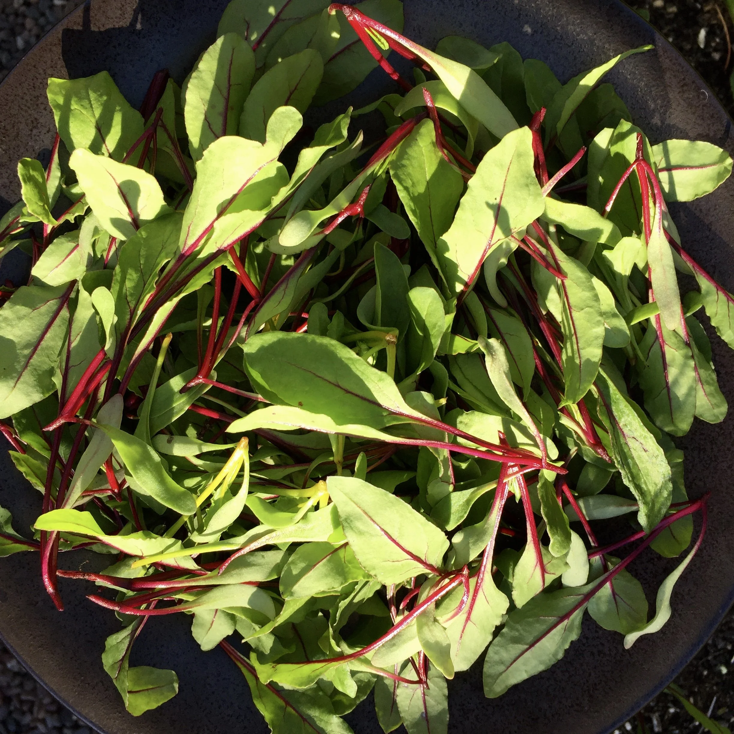 Thinning Beets and A Salad