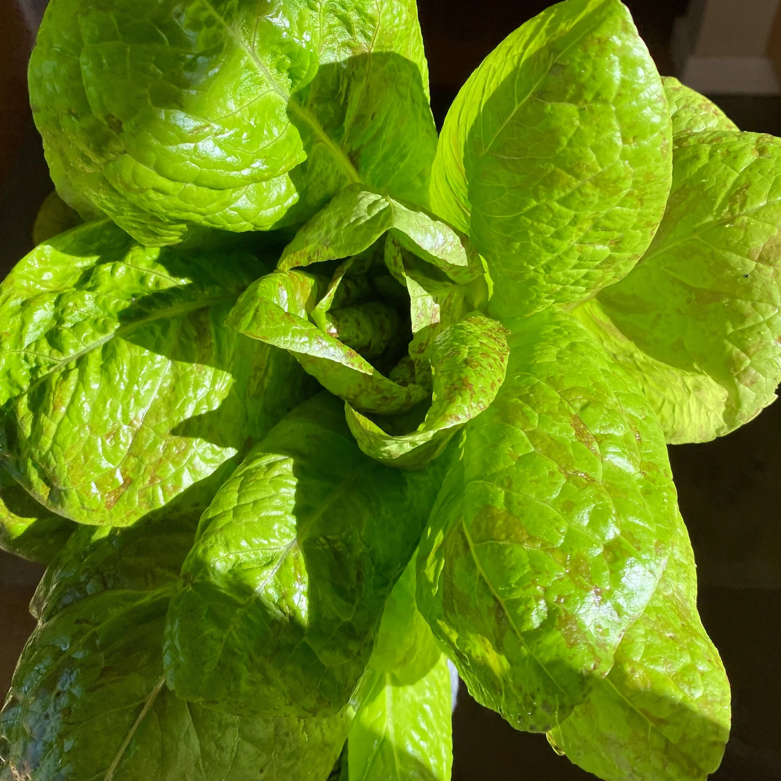 In My San Diego Garden and Kitchen
