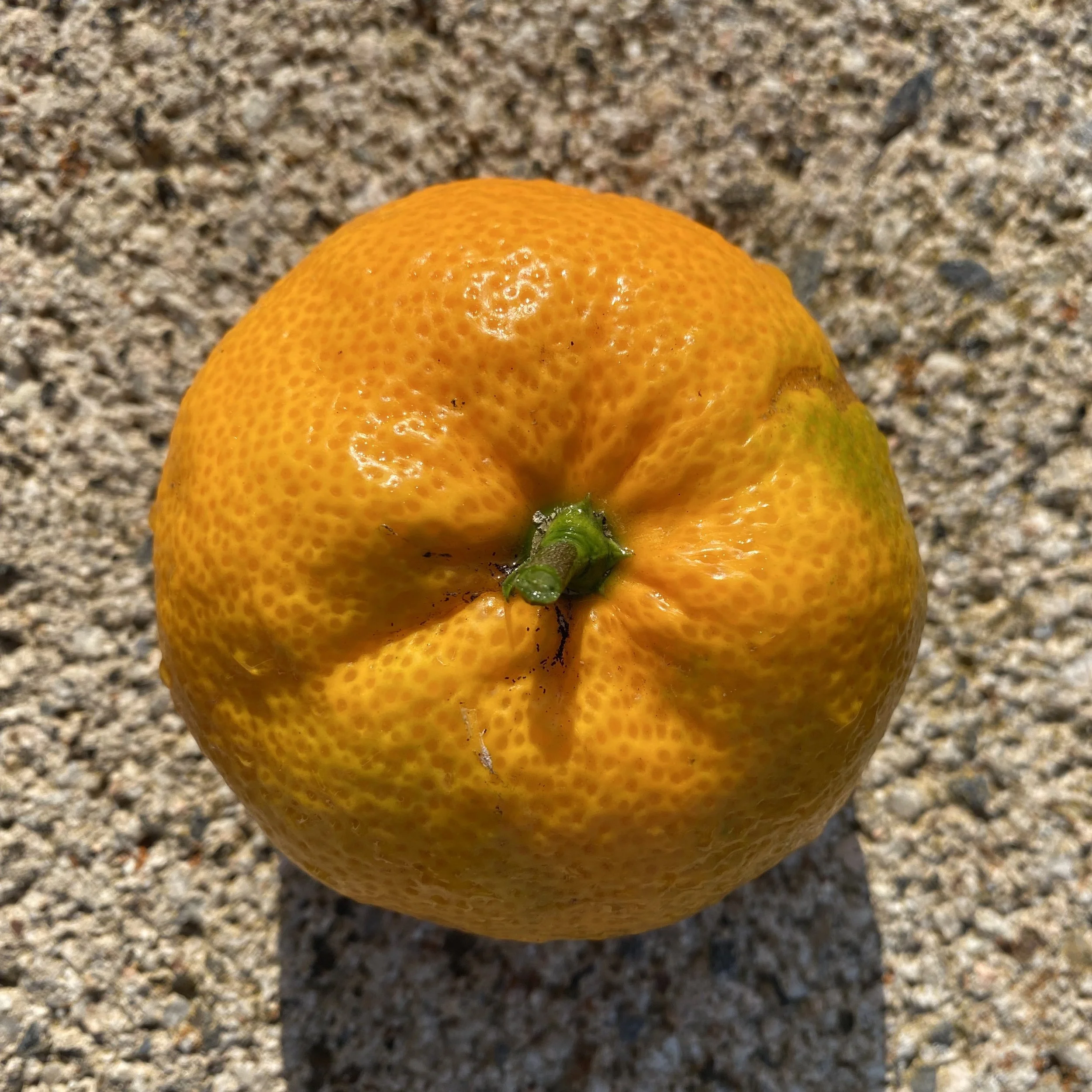 In My San Diego Garden and Kitchen