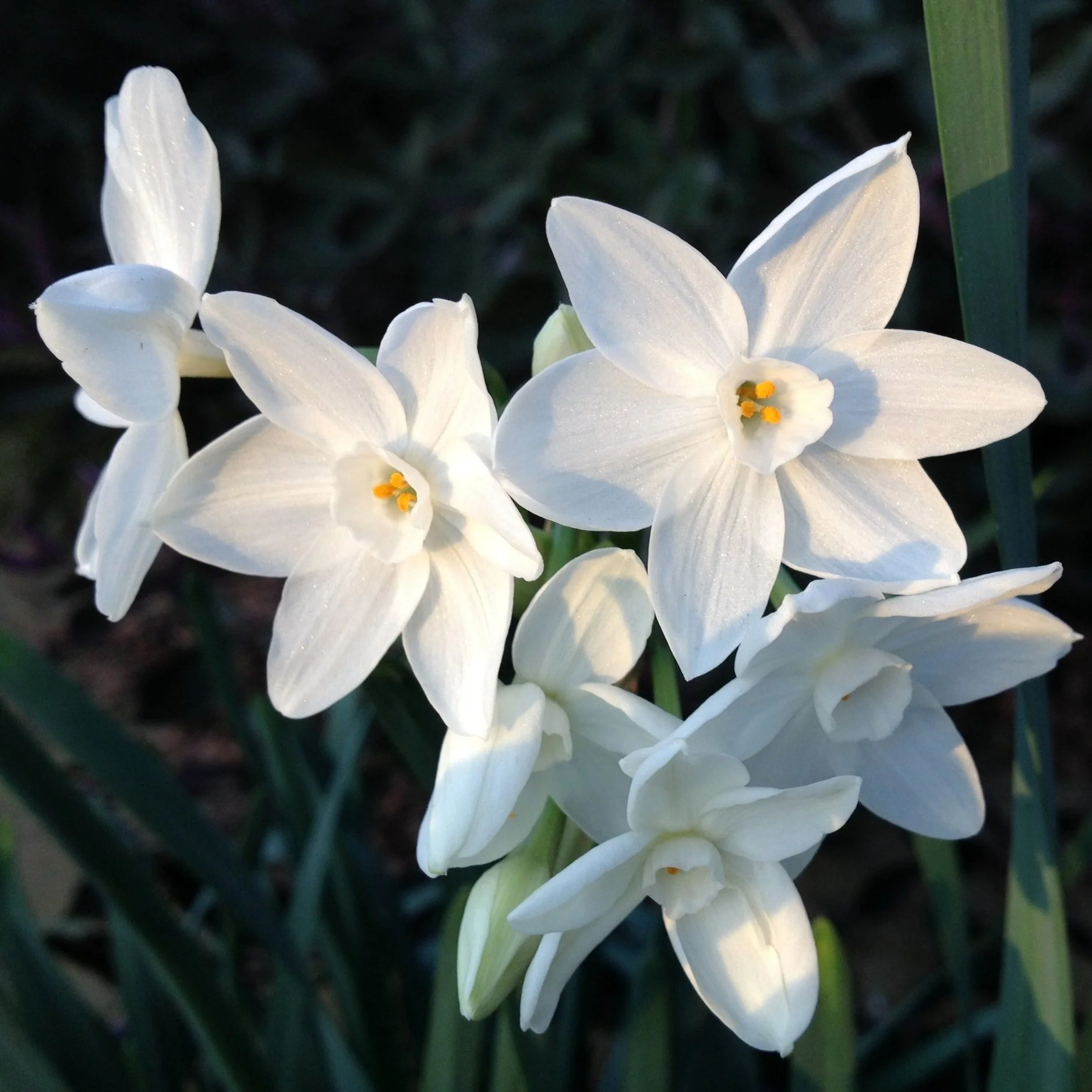 Winter Flowers