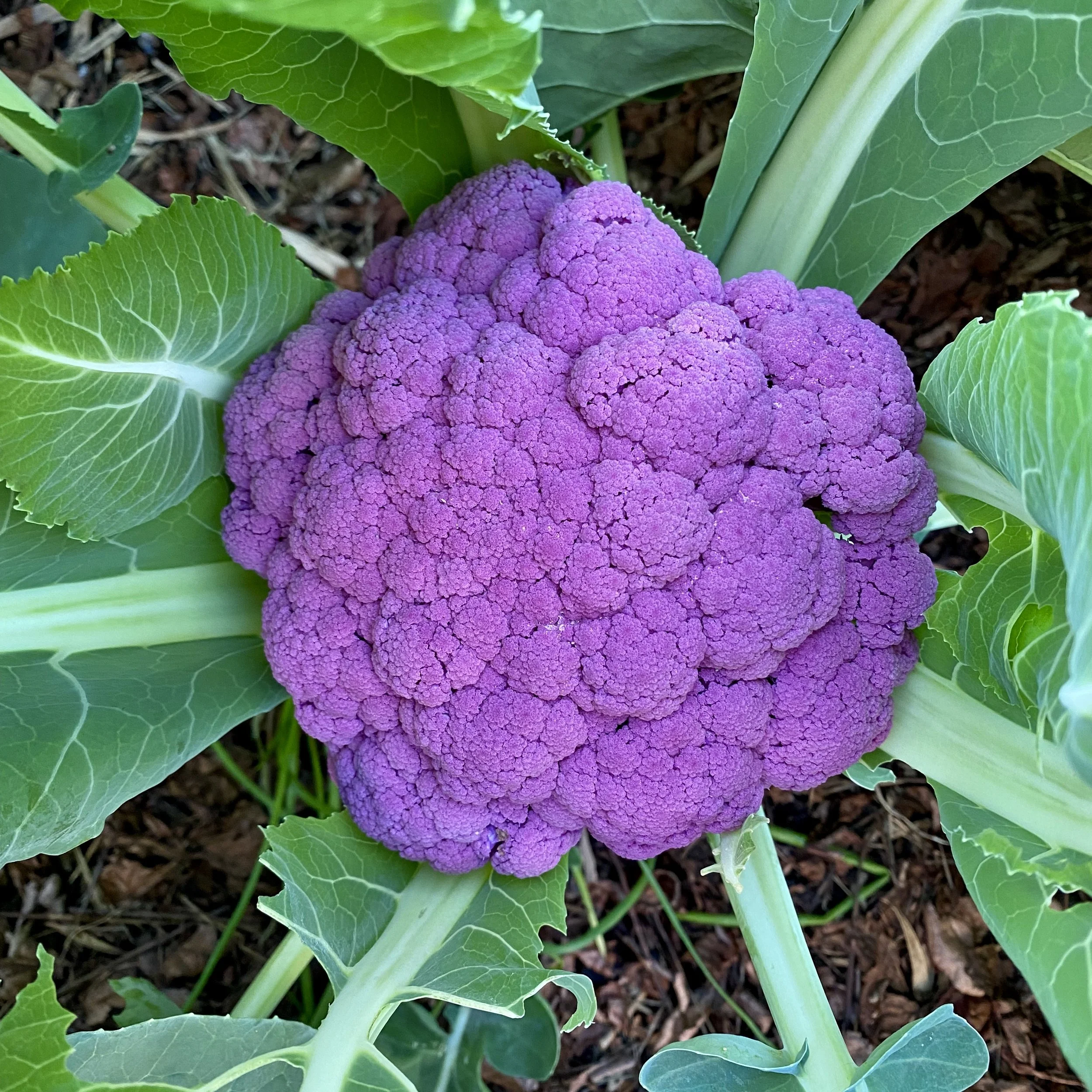 In My San Diego Garden and Kitchen
