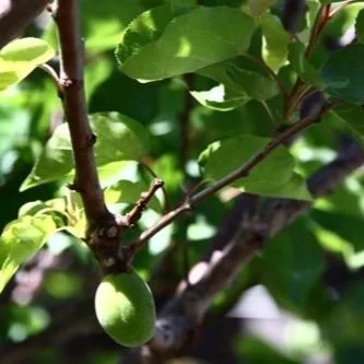 Fruitful Promises