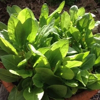 Perennial Vegetables