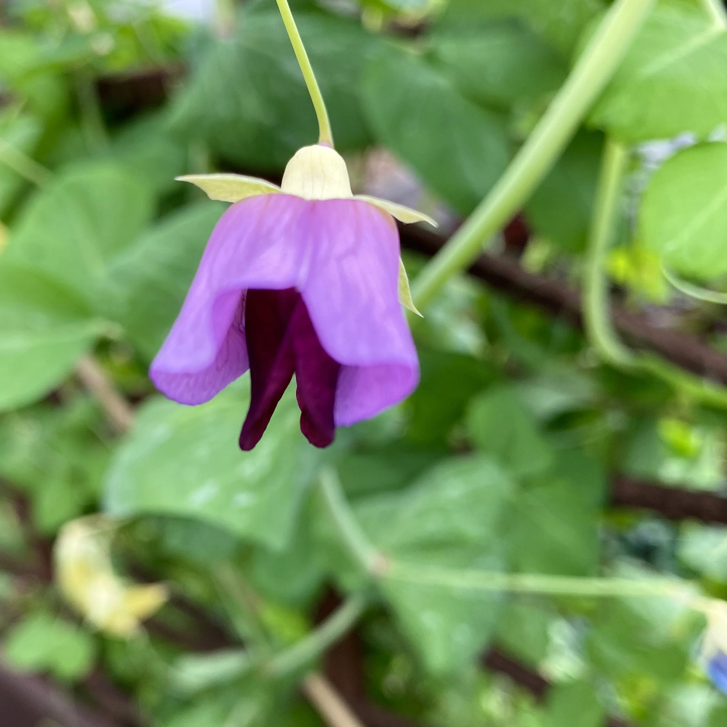 Winter Color in the Garden