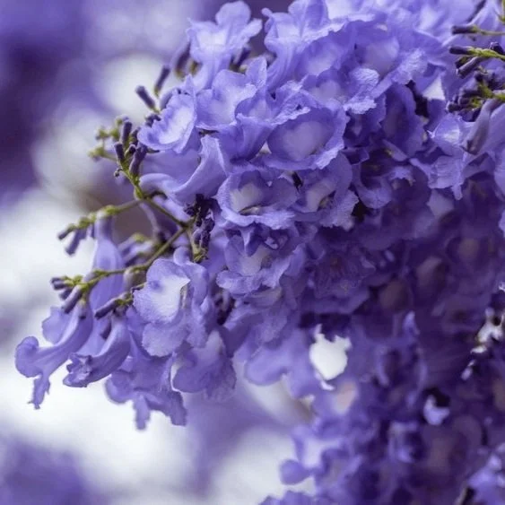 Jacaranda Broccoli 
