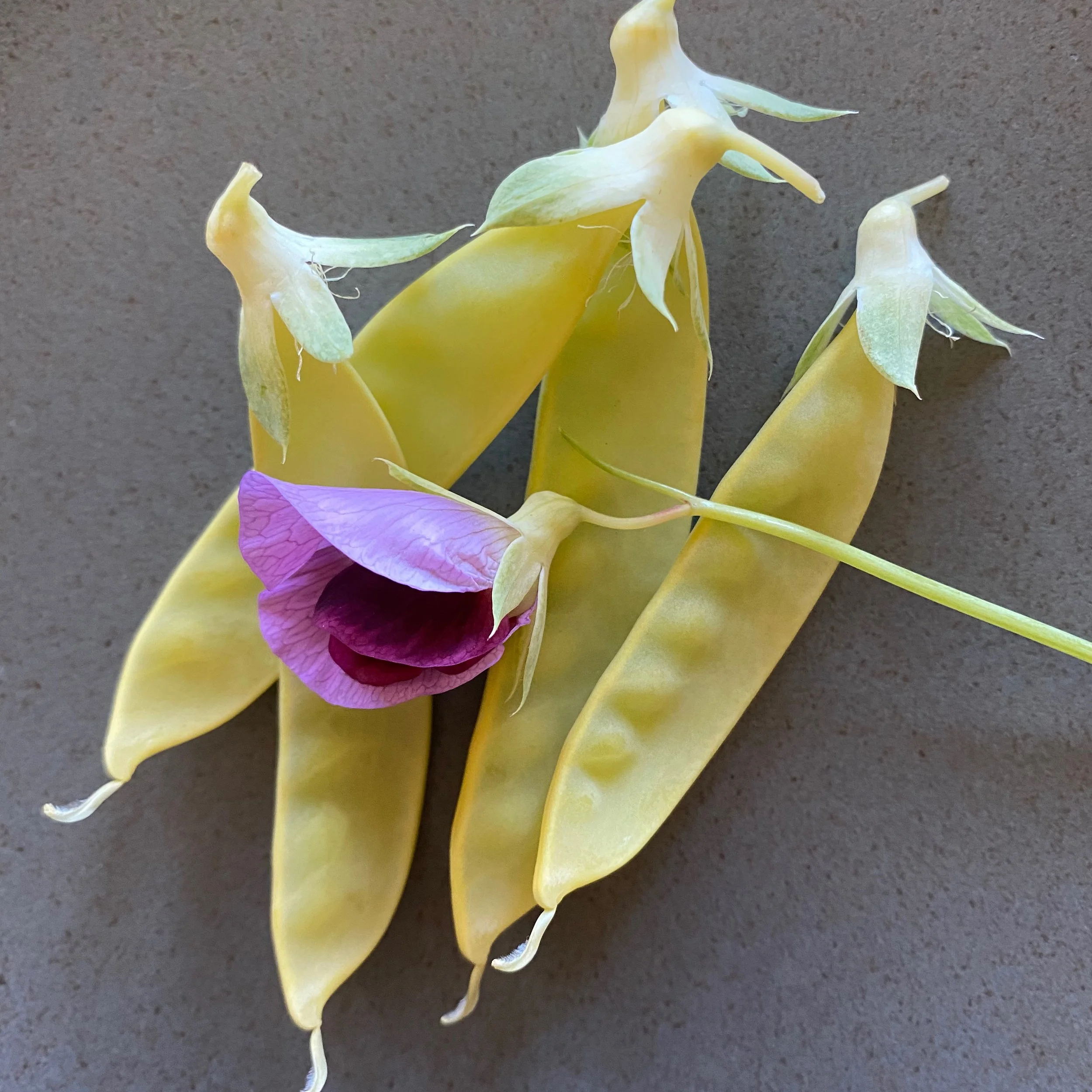 In My San Diego Garden and Kitchen