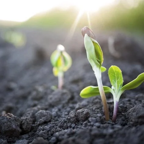 The Wonder of Seeds