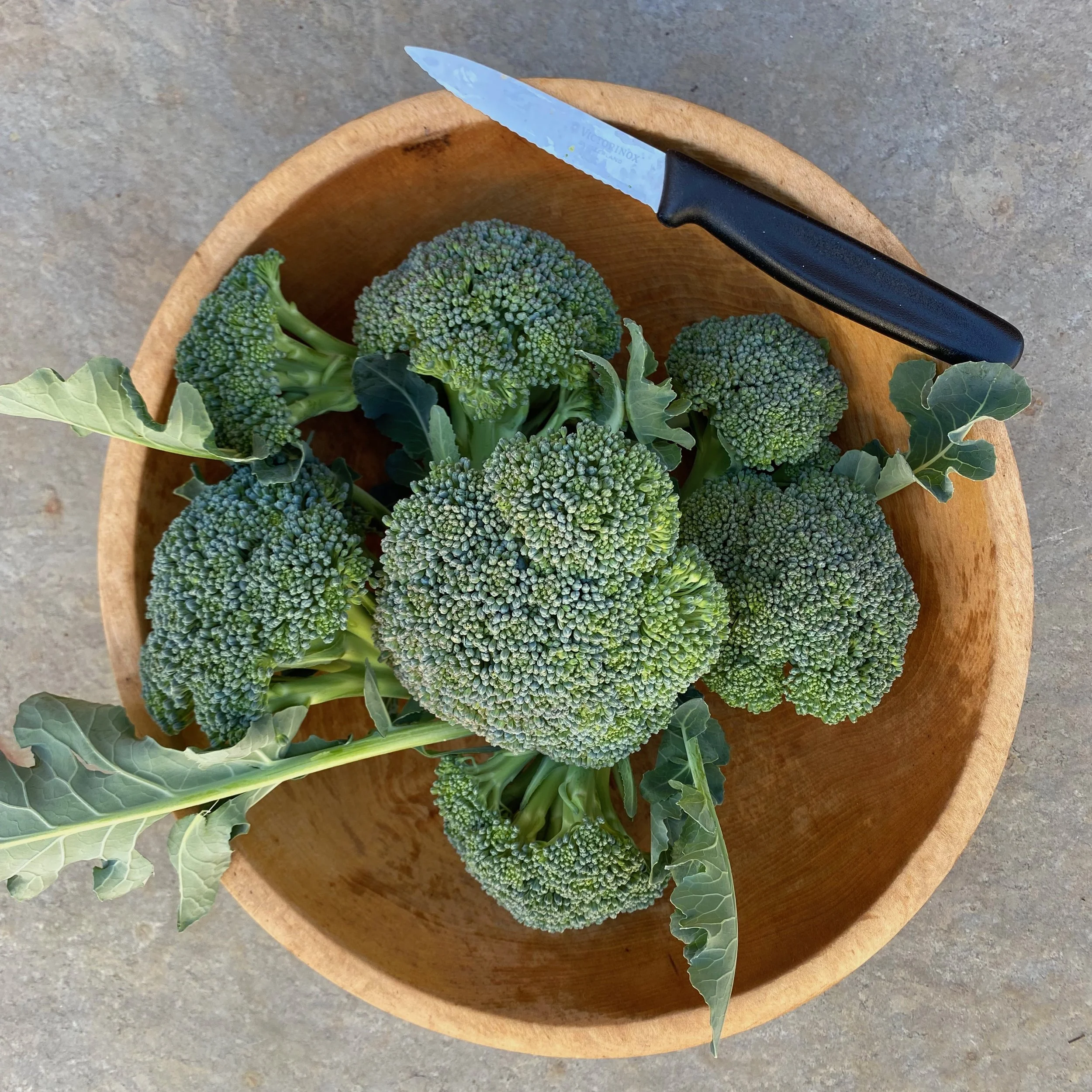 In My San Diego Garden and Kitchen