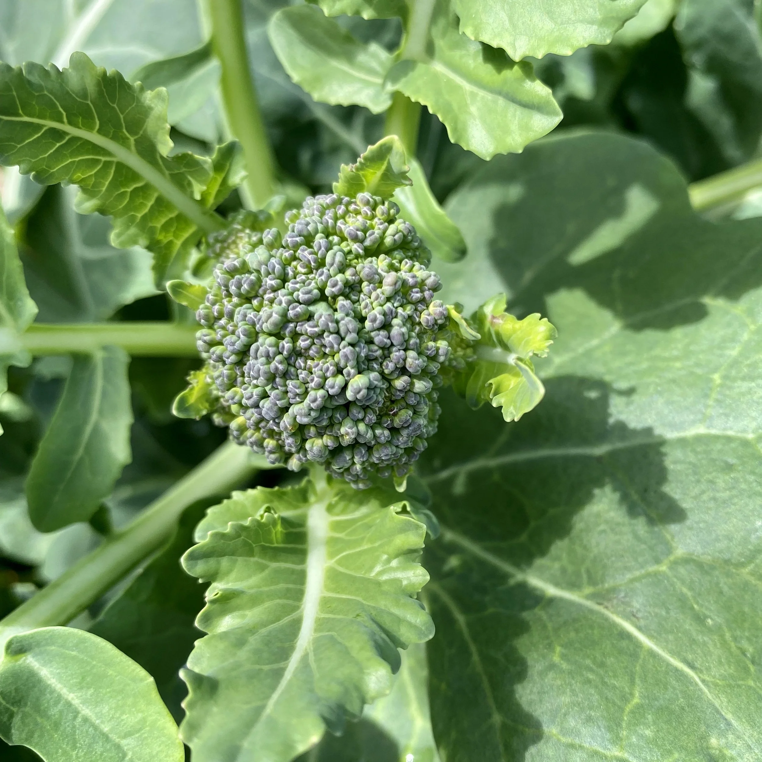 Is broccoli a perennial? (Update 2025)