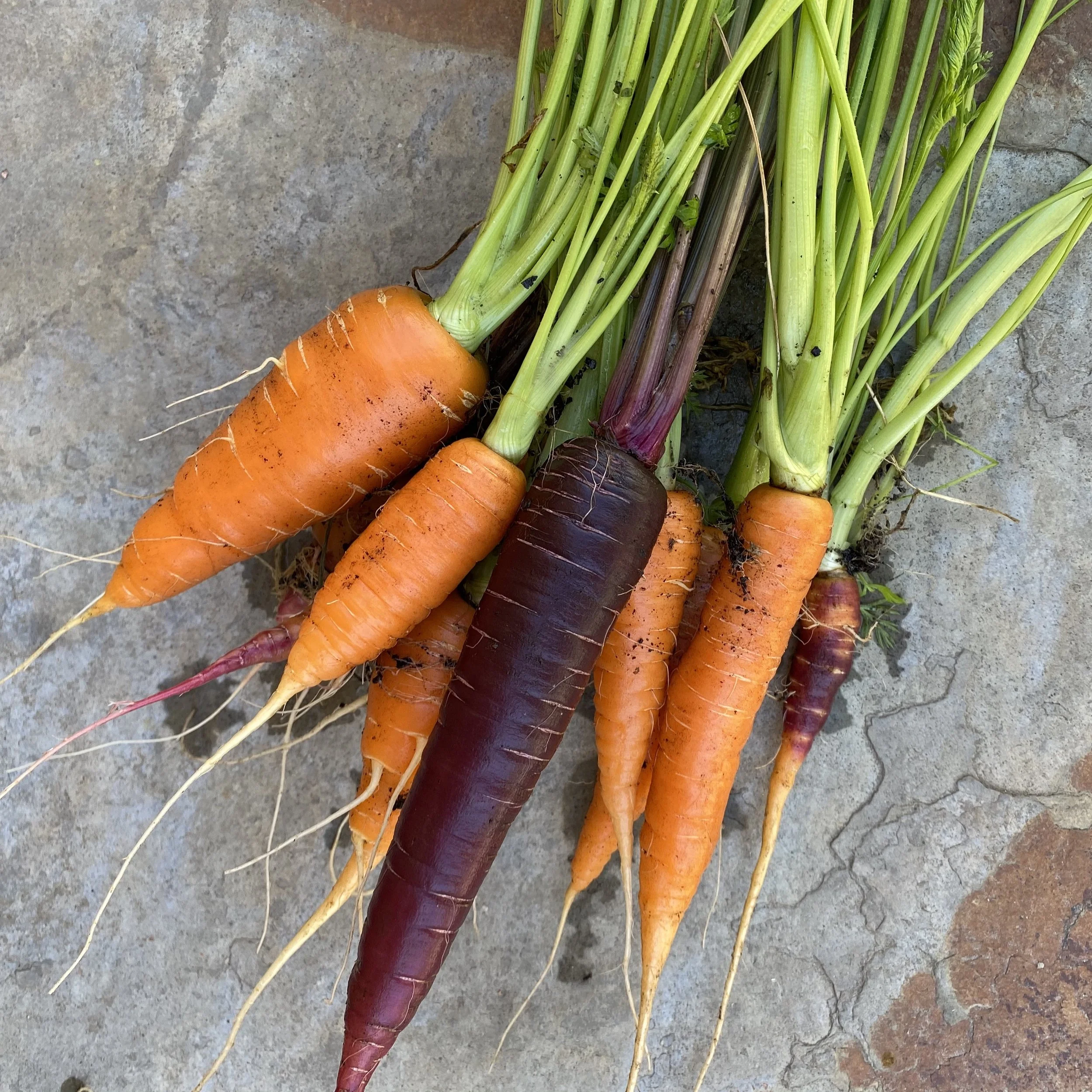 Prep Your Soil for Better Carrots