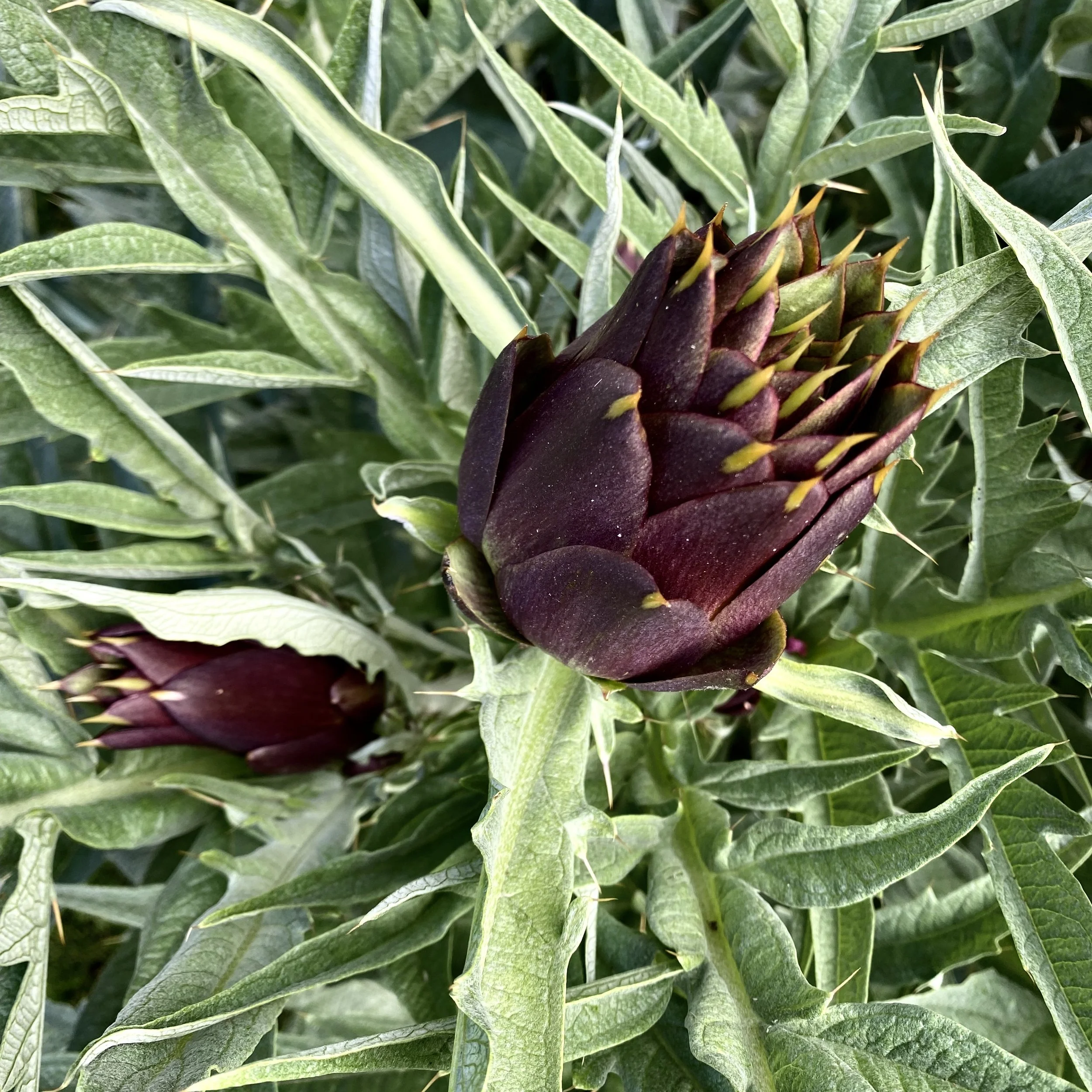 In My San Diego Garden and Kitchen