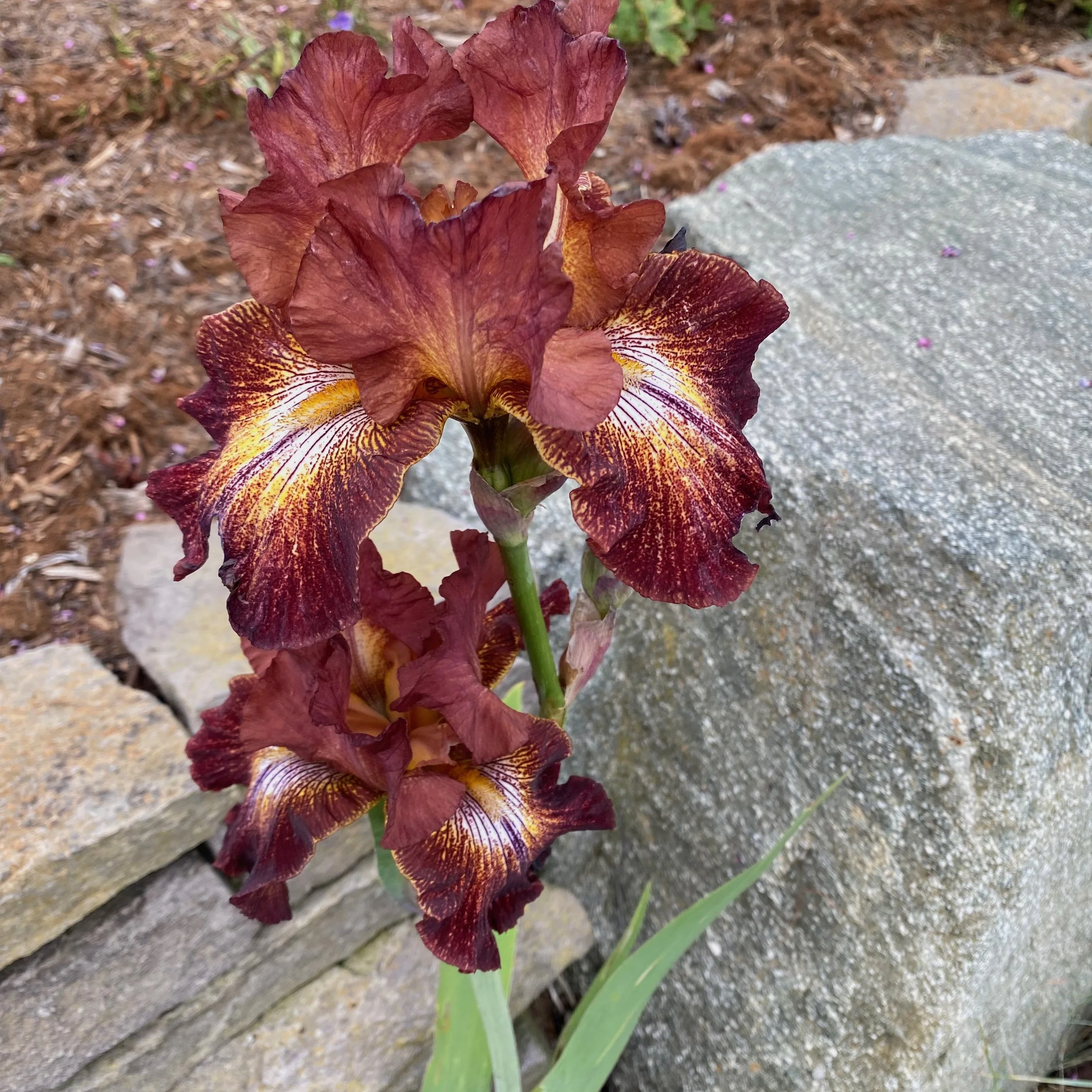 In My San Diego Garden and Kitchen