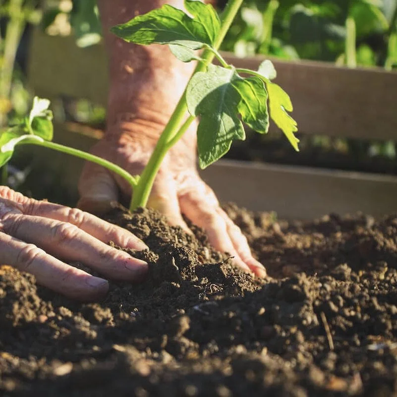 No Dig Vegetable Gardening