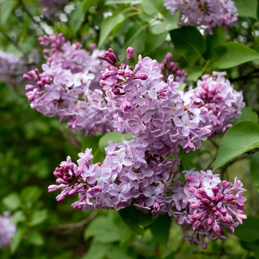 Lilacs in April