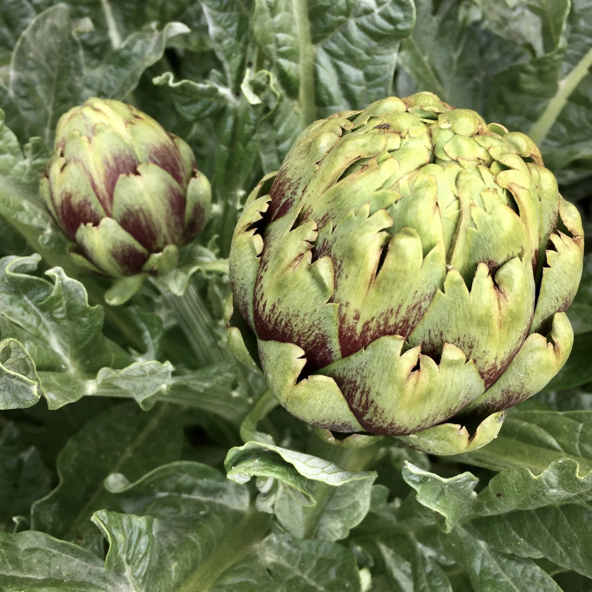 In My San Diego Garden and Kitchen