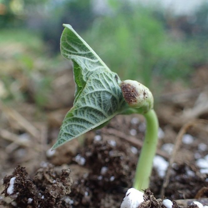 What I'm Planting Now