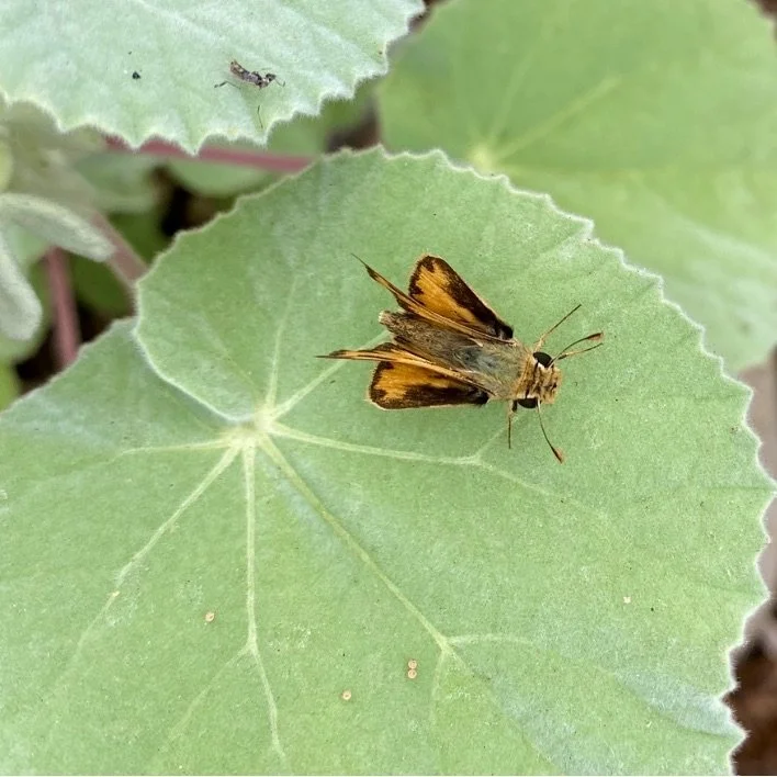 20 Common Urban Pollinators in SoCal