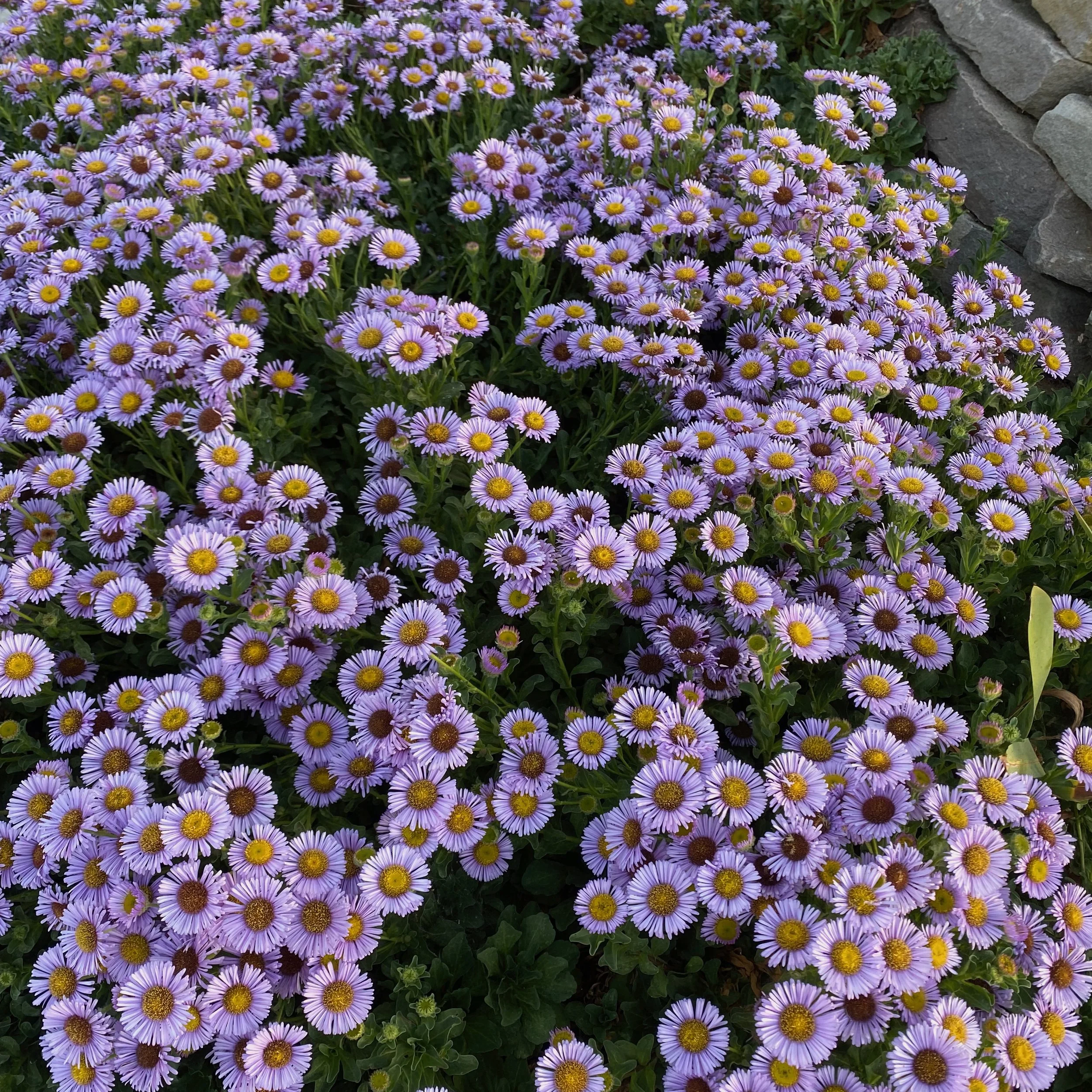 IMG_0616.jpg