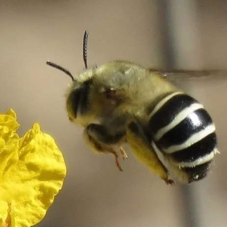 Plants to Support California Native Bees