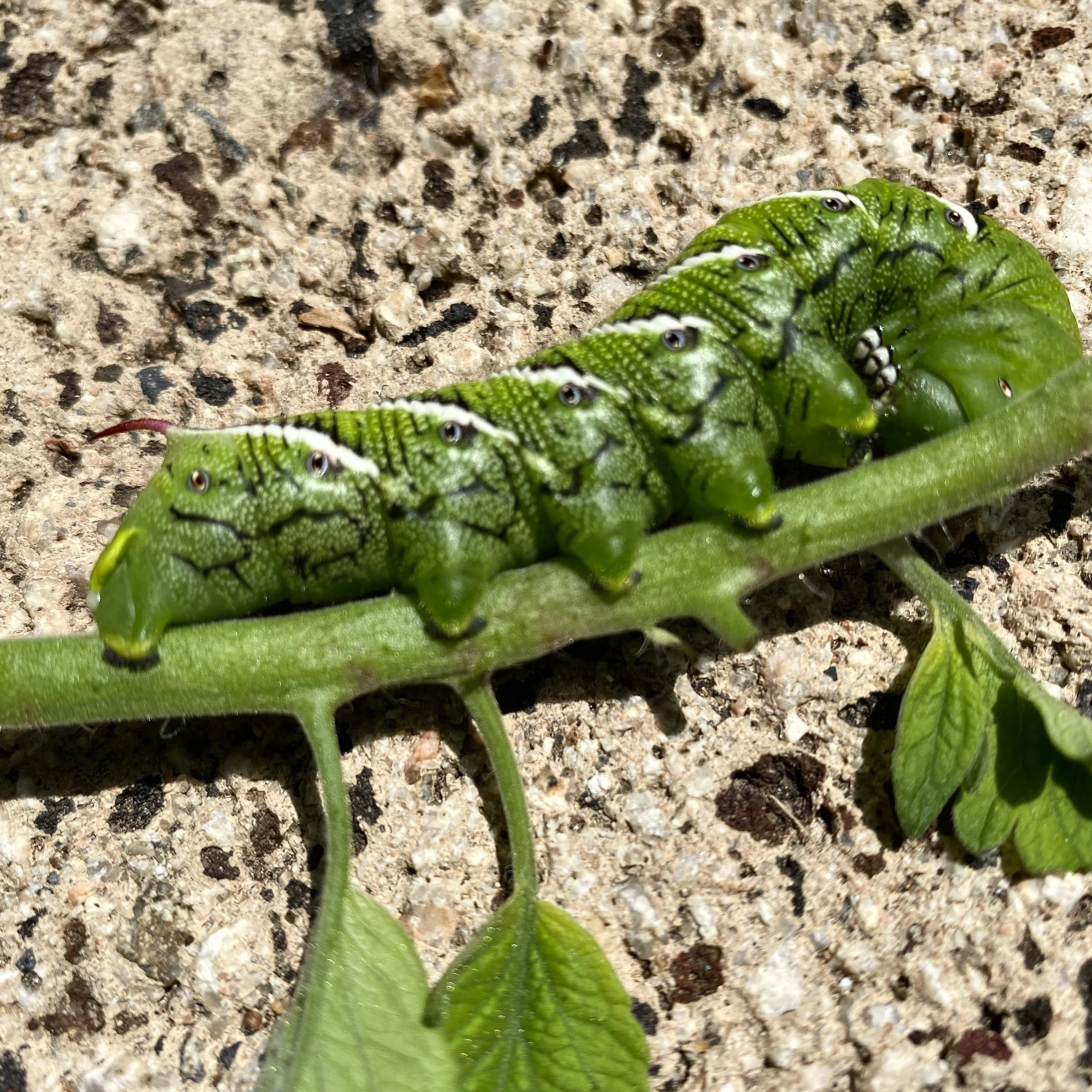 Tomato Hornworms, Part 1 