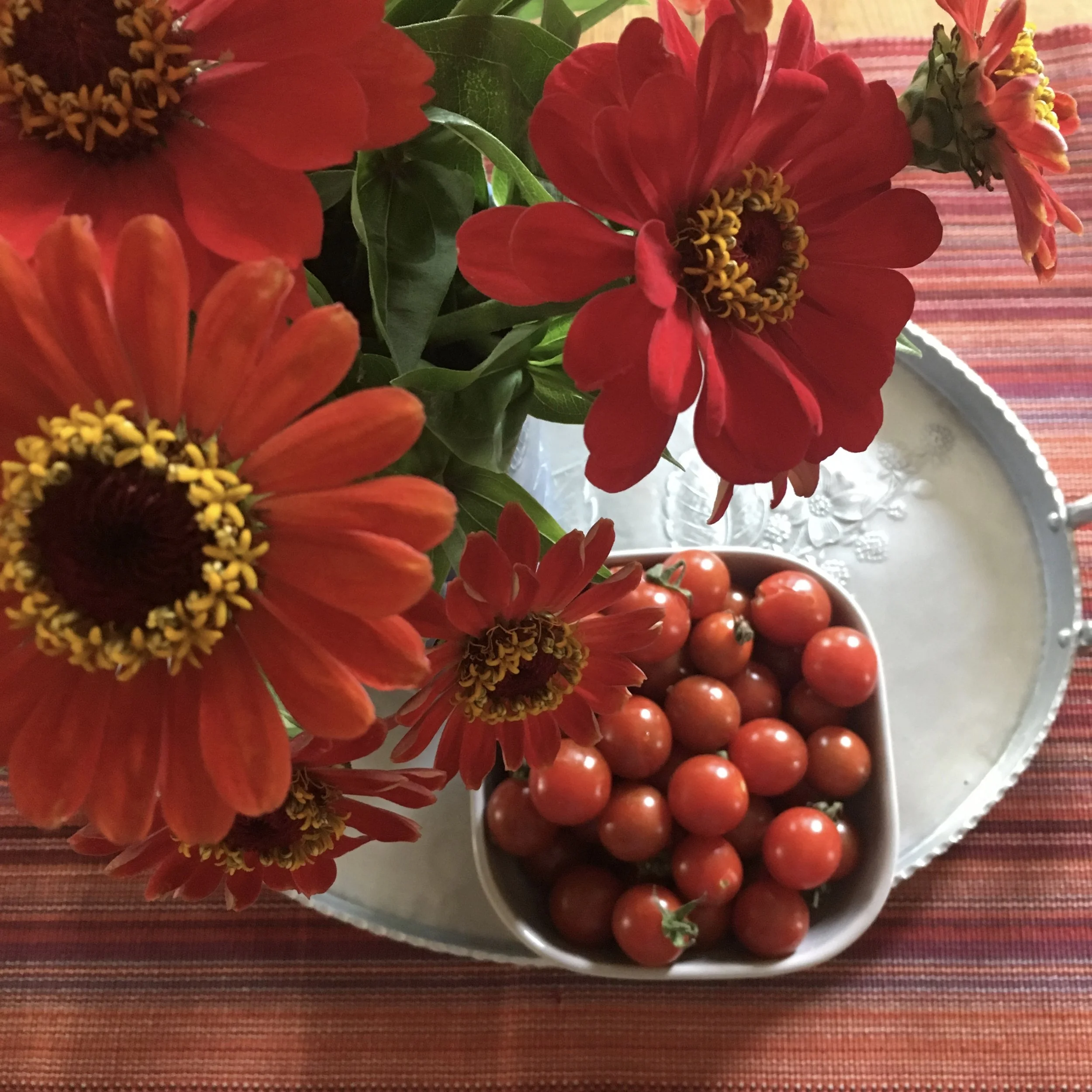 Tomato Hornworms, Part 2