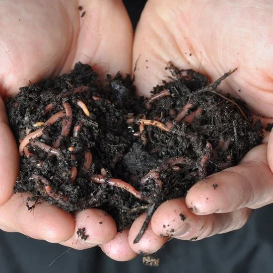 Worm Composting