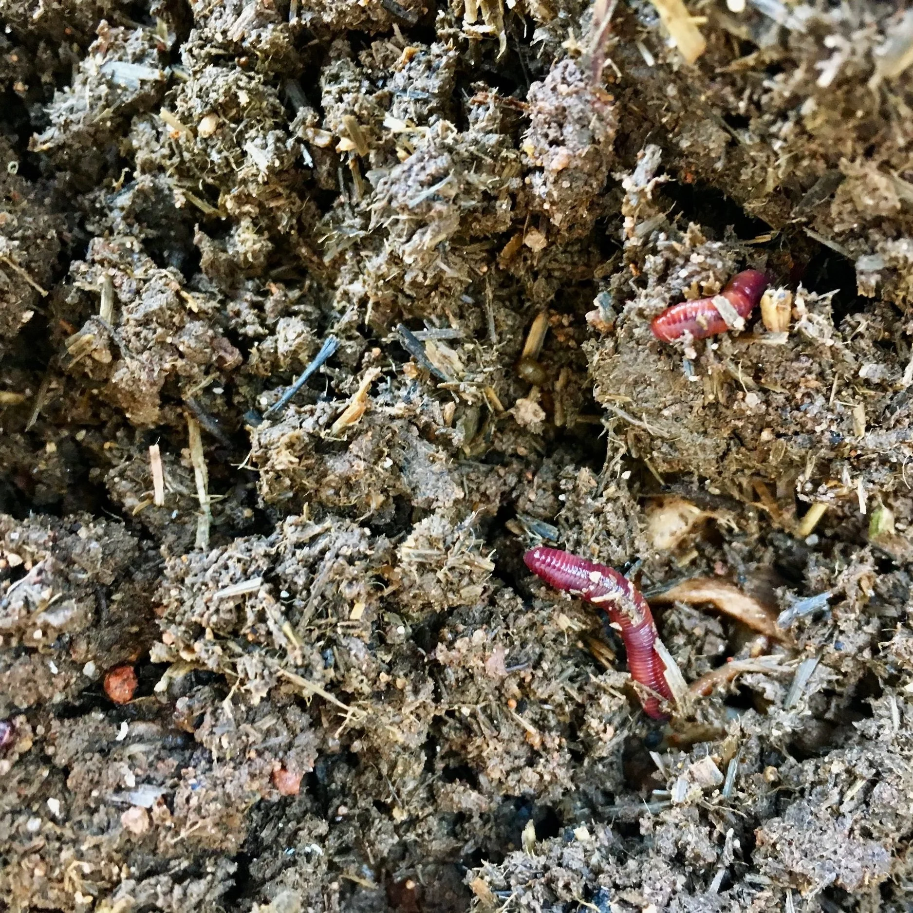Worms at Work