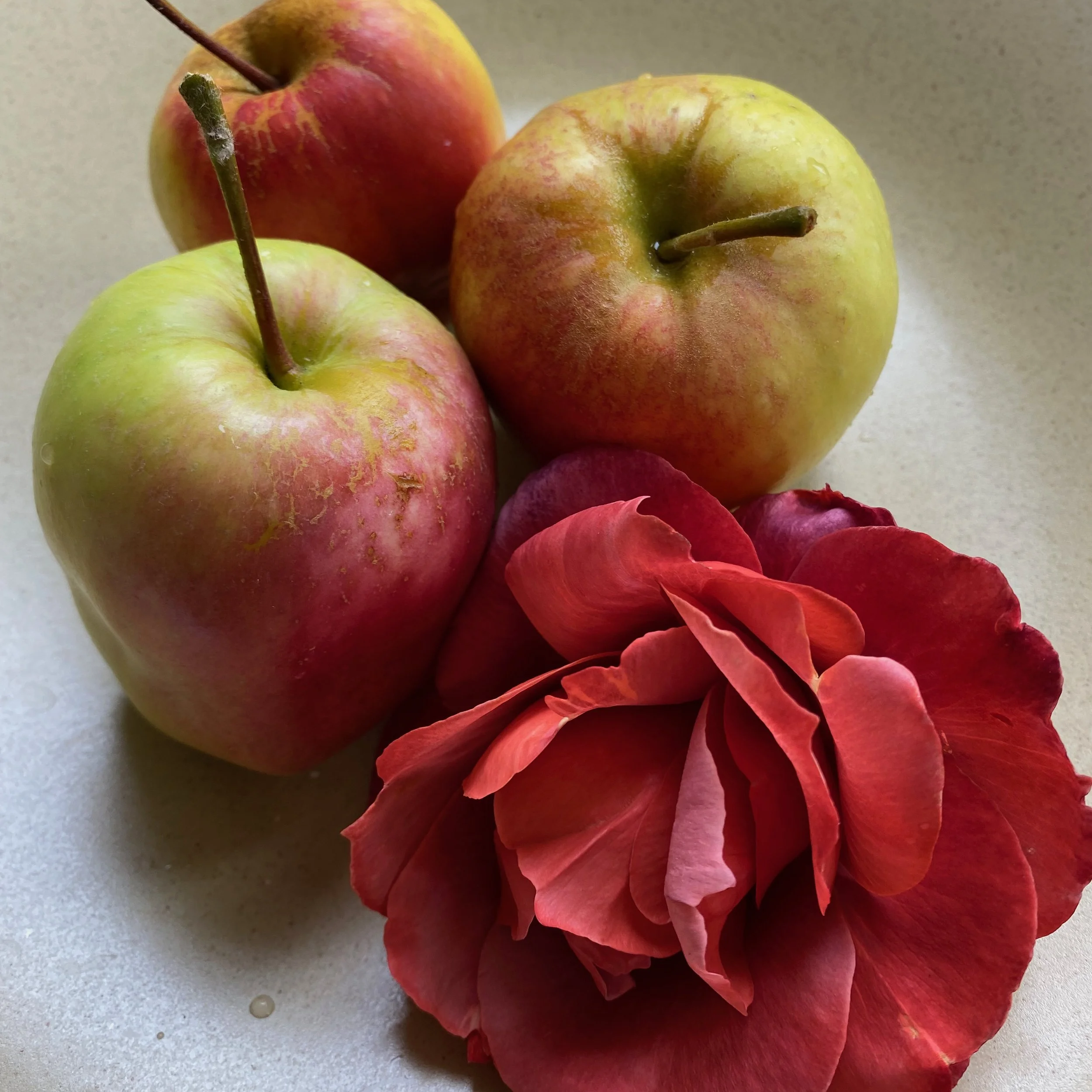 In My San Diego Garden and Kitchen