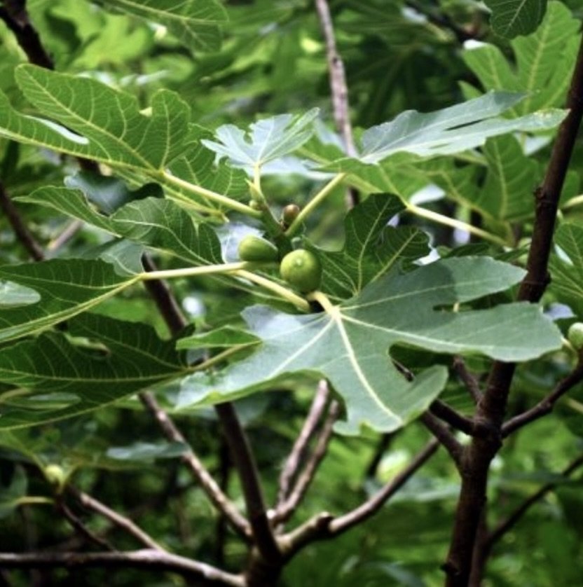 Backyard Fruit Recollections
