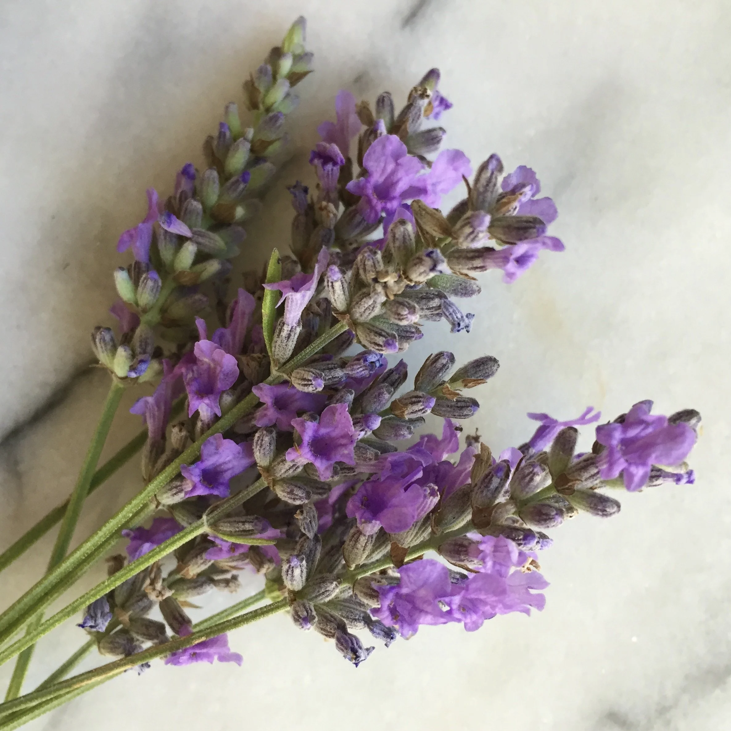 Lavender Musings