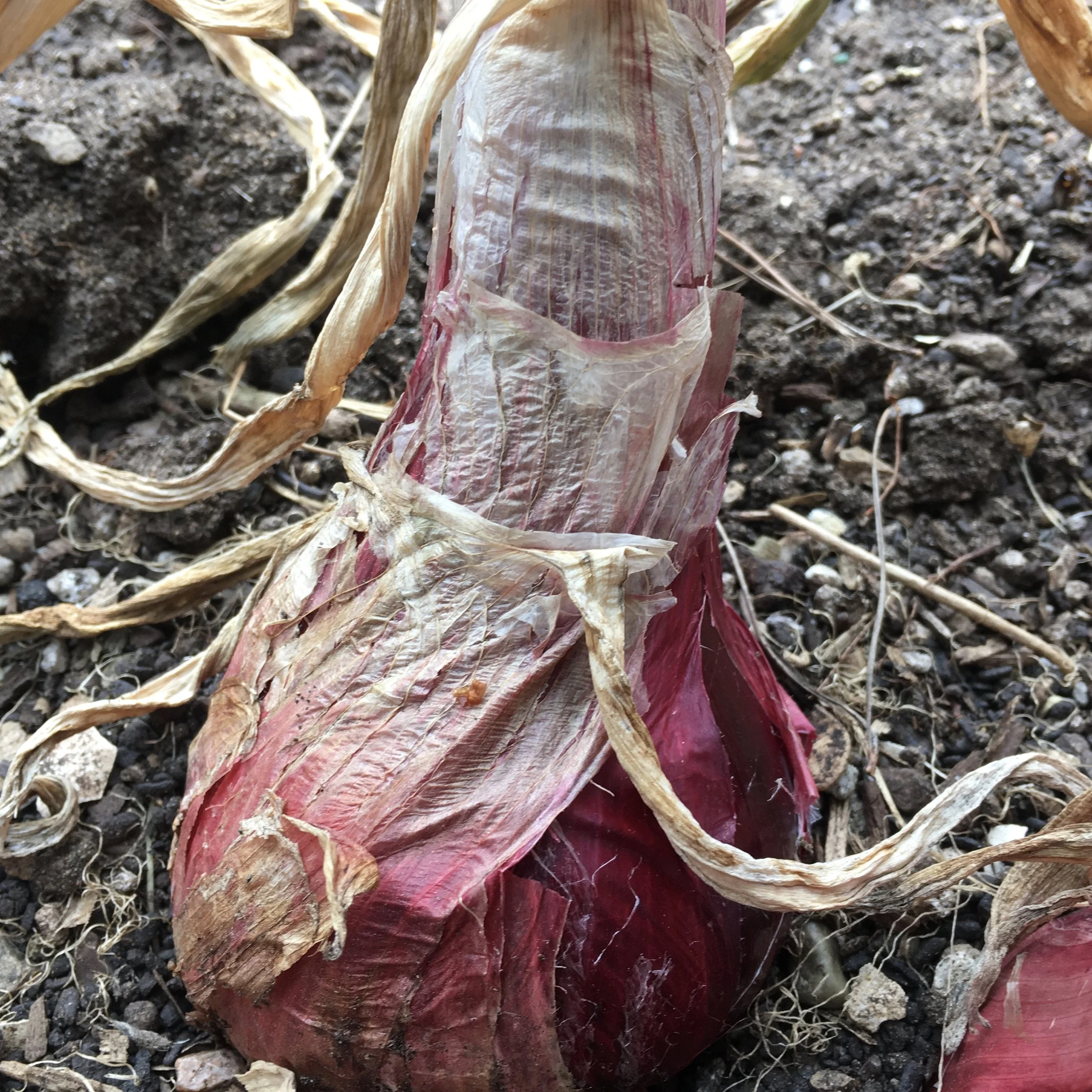 How to Harvest and Dry Onions