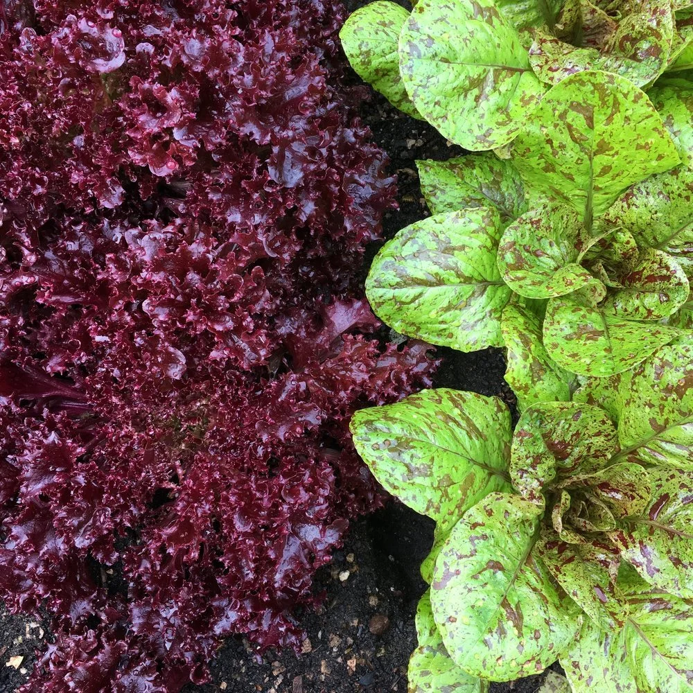 Thrillers, Fillers and Spillers