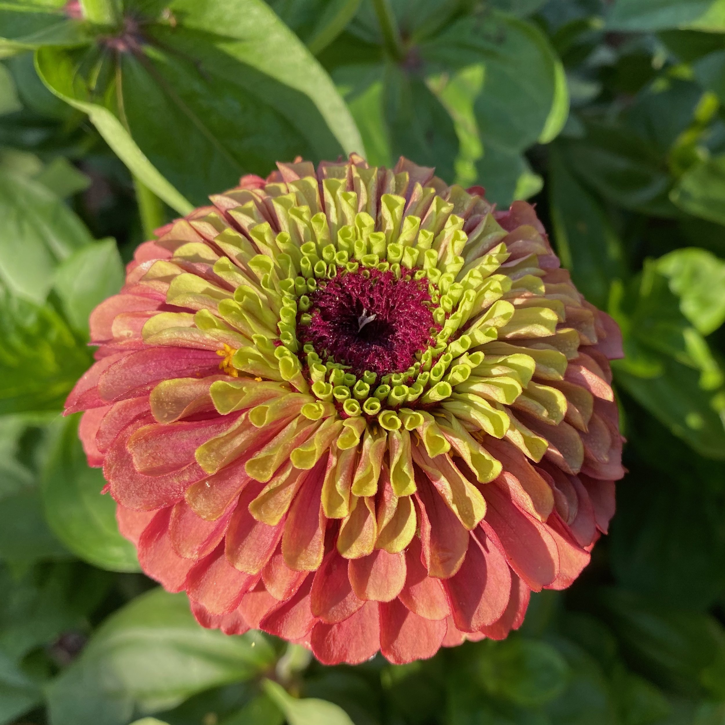 Zinnias by Valerie Worth