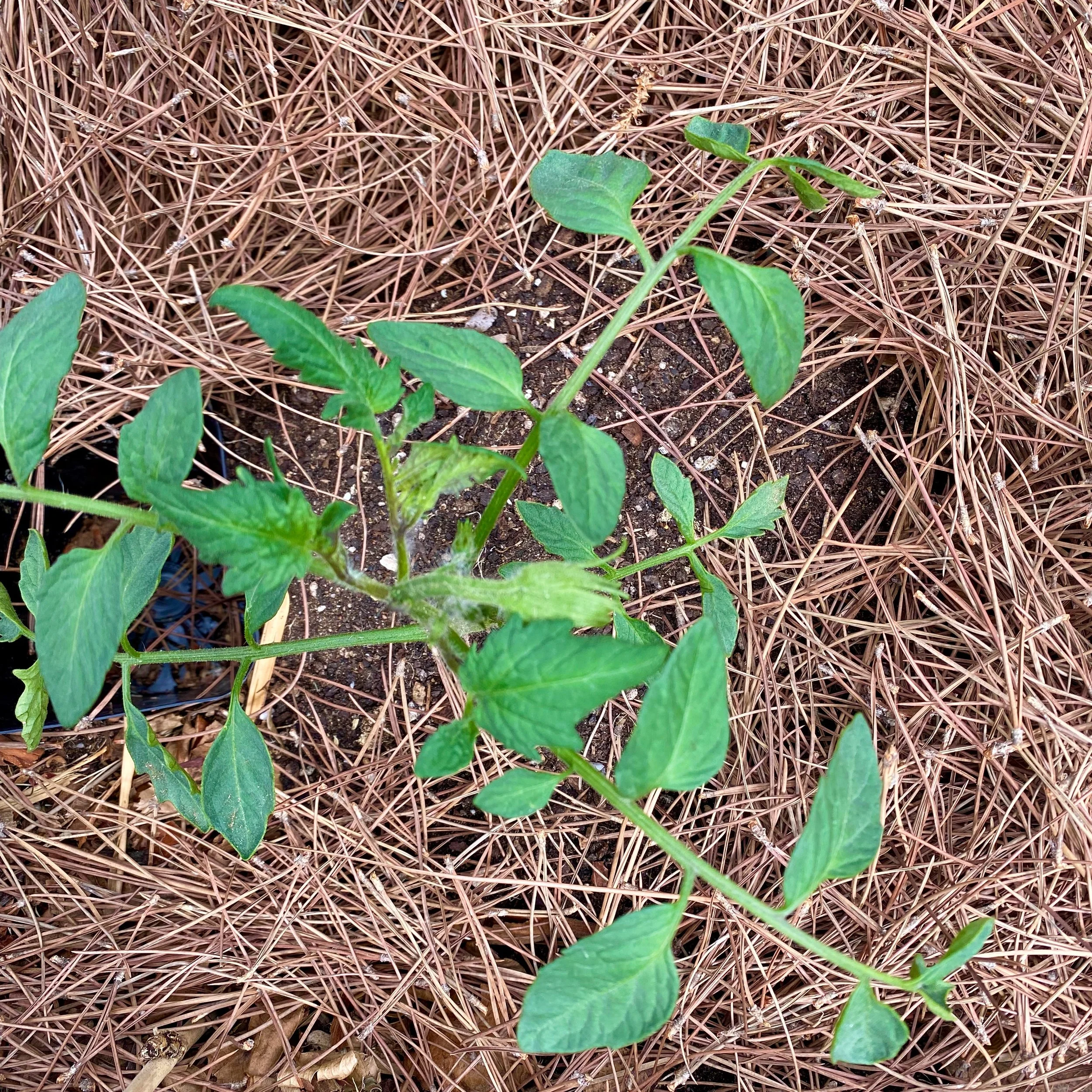 Planting Tomatoes in July?