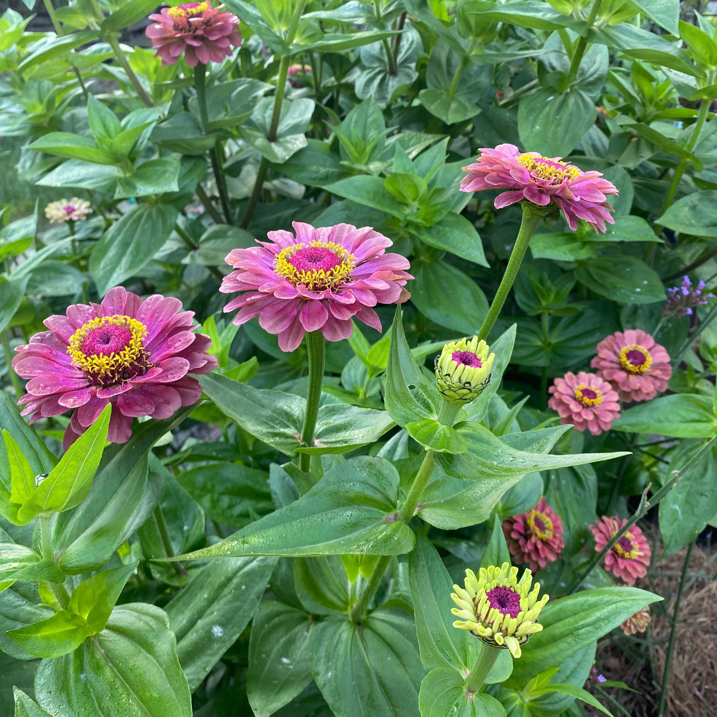 In My Garden, Late August
