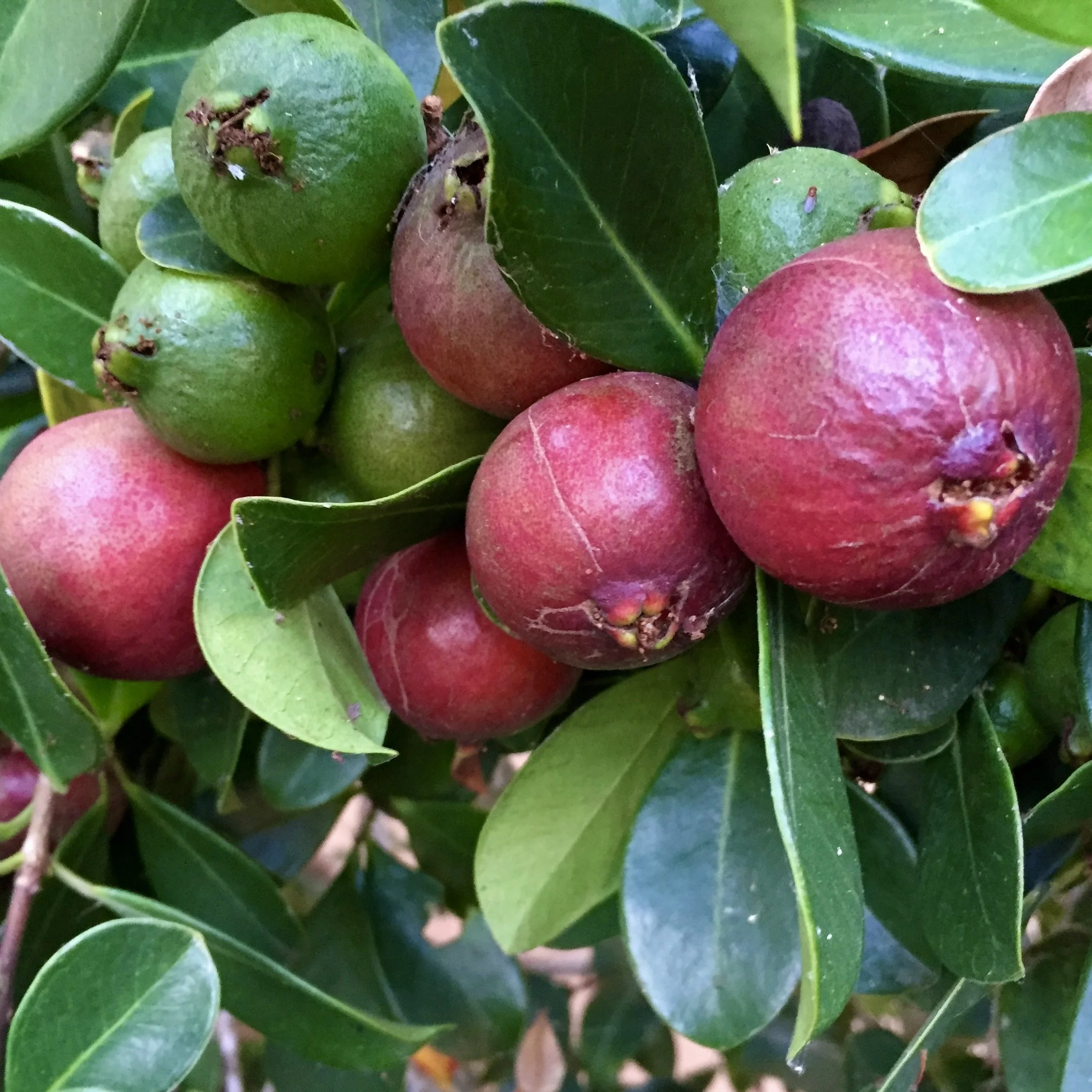 EG Guavas 2015 FS.jpg